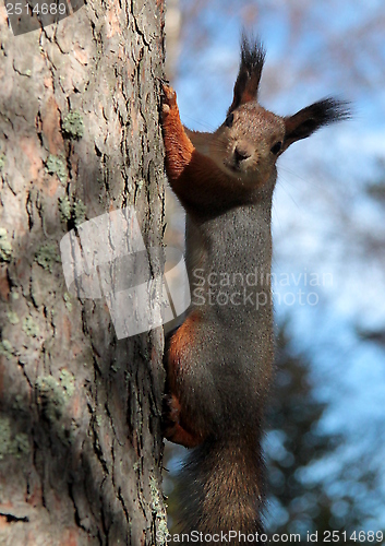 Image of Squirrel