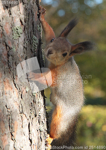Image of Squirrel