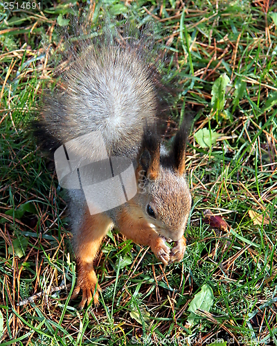 Image of Squirrel