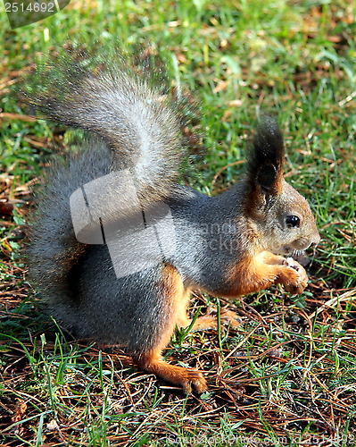 Image of Squirrel