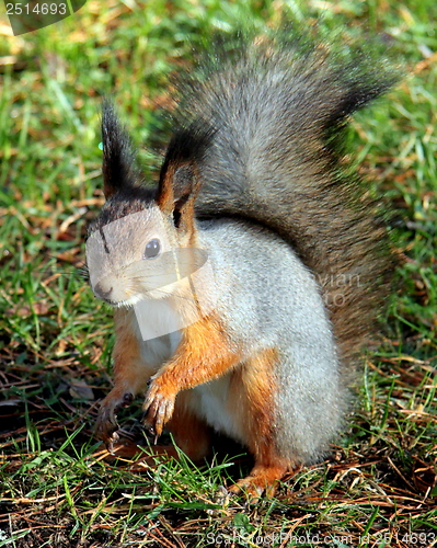 Image of squirrel