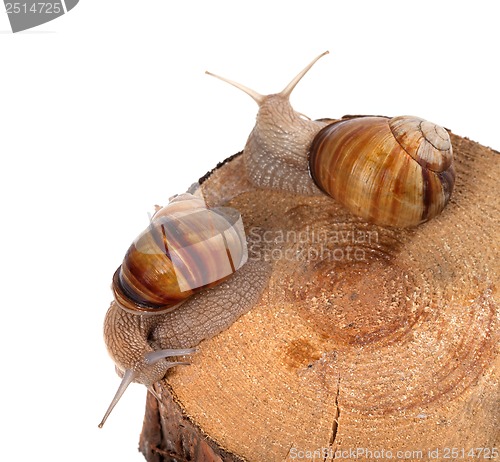 Image of Two snails on top of pine-tree stump
