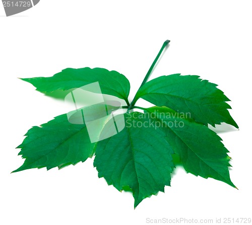 Image of Green leave (Virginia creeper leaf)