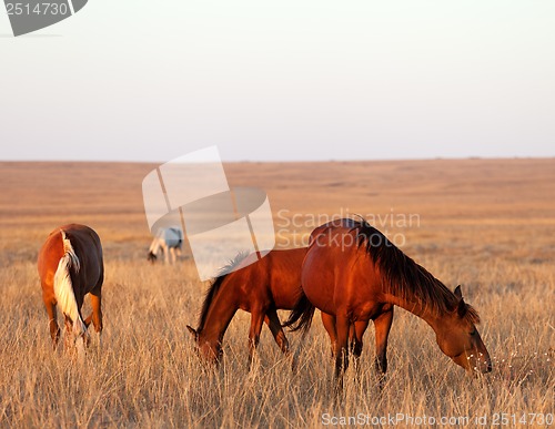Image of Three horses grazing in pasture