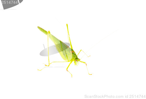 Image of Green grasshopper isolated on white 