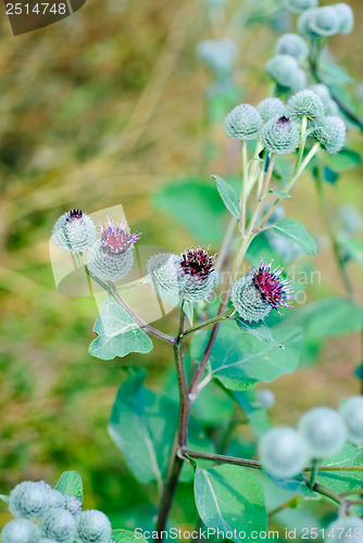 Image of thistle bush 