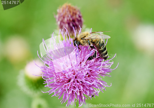 Image of Bee on pink flower 
