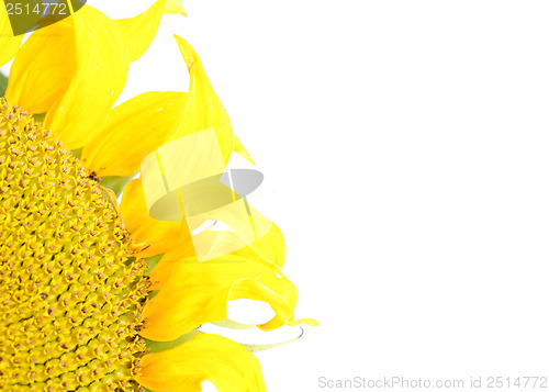 Image of yellow sunflower  on  white