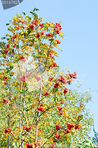 Image of Rowan berry on  blue  sky  background