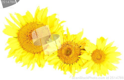 Image of Sunflowers isolated on the white background 