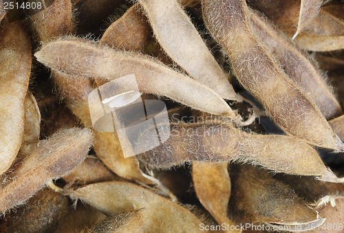 Image of Soy Beans  closeup as background