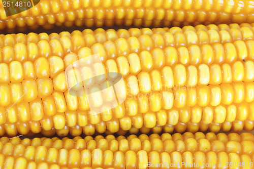 Image of Fresh ear of corn  as  background