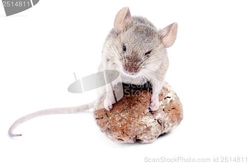 Image of Mouse .Micromys minutus, studio shot  isolated  on  white