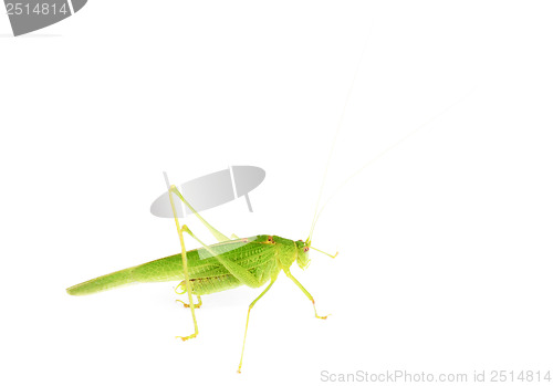 Image of Green grasshopper isolated on white 