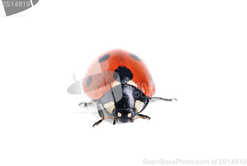 Image of ladybug on white background 