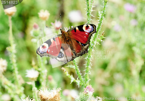 Image of peacock butterfly with open wings