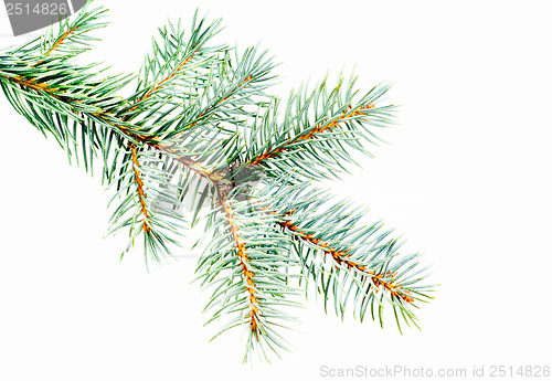 Image of Blue Spruce - Picea pungens branch isolated on white background, great for christmas  design