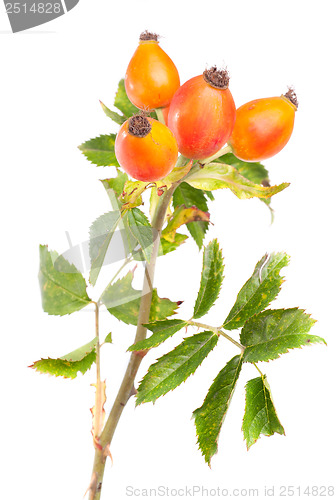 Image of Branch of dog rose  isolated over white background 