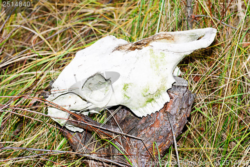 Image of skull of a horse on a stump