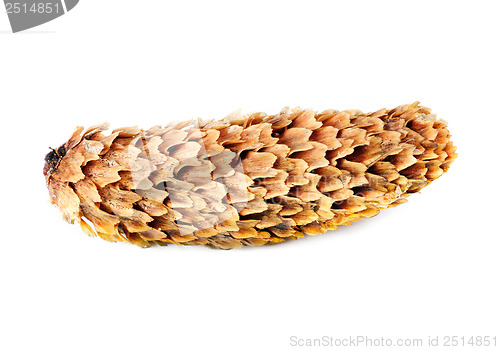 Image of fir-cone on the white isolated background