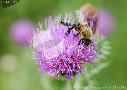 Image of Bee on purple flower. 