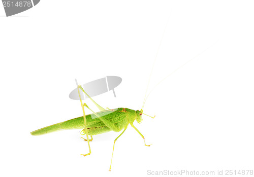 Image of Green grasshopper isolated on white  background