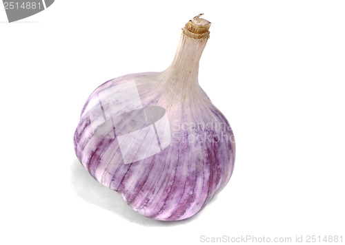 Image of garlic isolation on white 