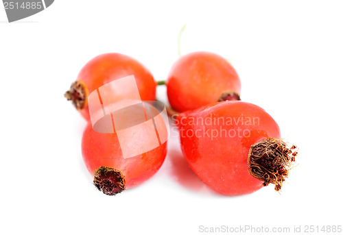Image of some berries dogrose, on white background