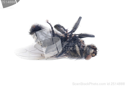 Image of fly on a white background 