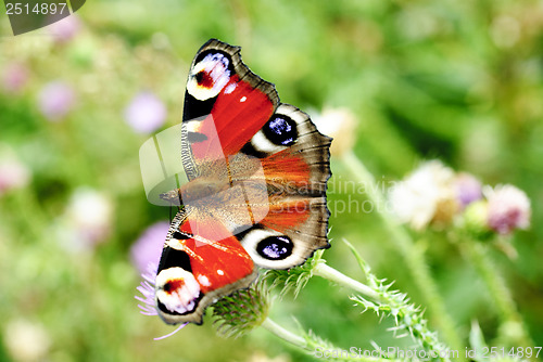 Image of peacock butterfly with open wings