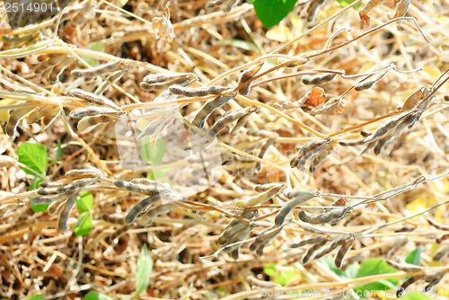 Image of Soy Beans as background 