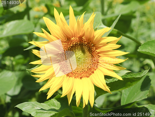 Image of Sunflower closeup