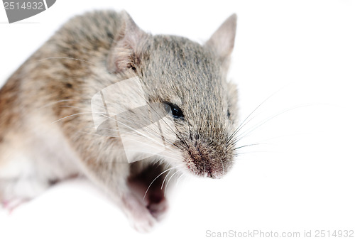 Image of Mouse .Micromys minutus, studio shot  isolated  on  white