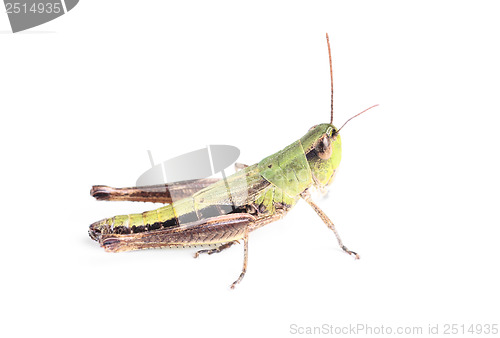 Image of grasshopper isolated on white 