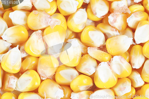 Image of dried ear of corn  as  background