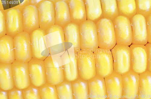 Image of Fresh ear of corn  as  background