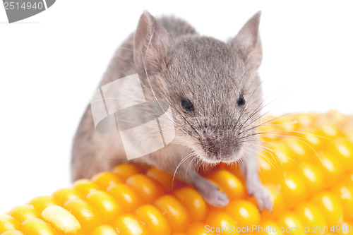 Image of Harvest Mouse, Micromys minutus, climbing on  corn, studio shot 