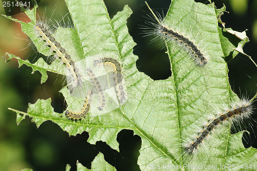 Image of some caterpillars on a leaf viburnum