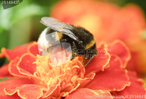 Image of Bumblebee collection pollen on the orange flower 