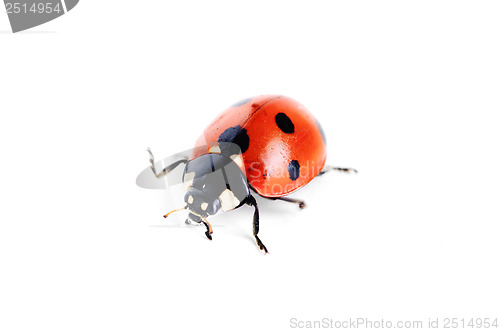 Image of ladybug on white background 