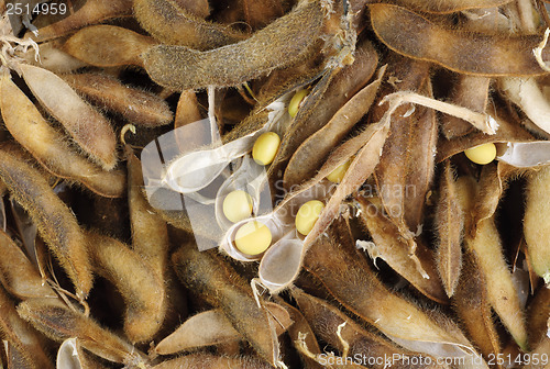 Image of Soy Beans  as background