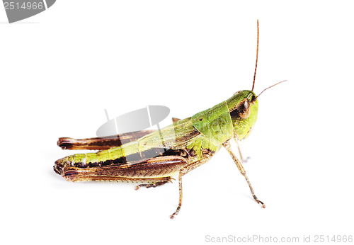 Image of grasshopper isolated on white 