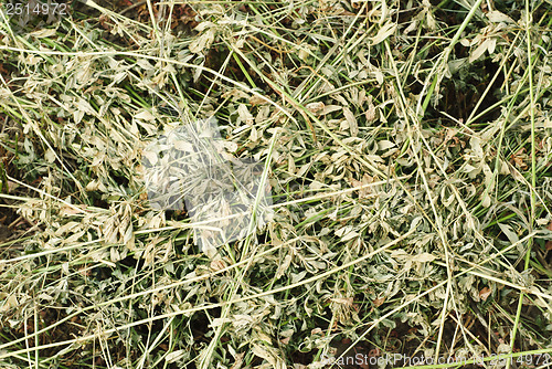 Image of texture background of hay. Freshly .
