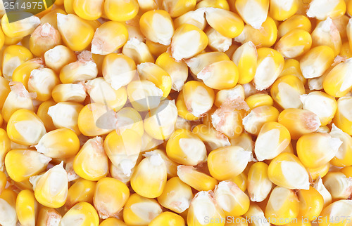 Image of dried ear of corn as background 