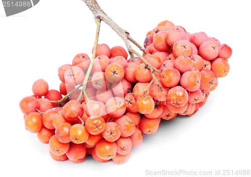 Image of bunch rowan berry   isolated  on  white  background