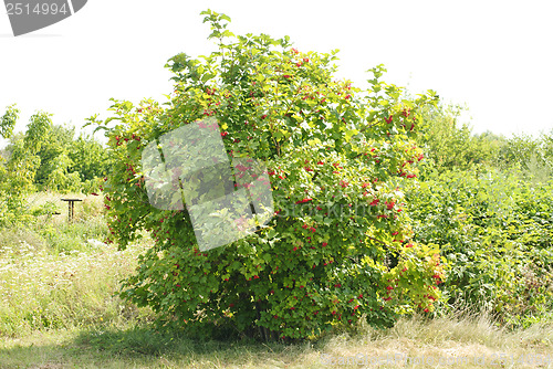 Image of viburnum bush with red berries bunches on overcast sky background 