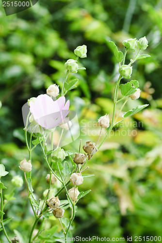 Image of Beautiful pink wild flower with high stem 