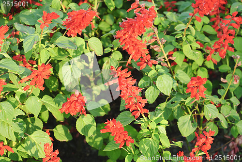 Image of Beautiful red  flower 