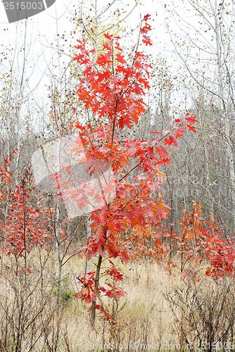 Image of maple tree with red leaves
