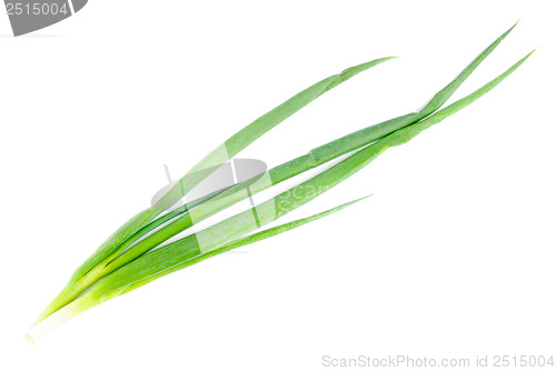 Image of fresh green onions  isolated  on  white